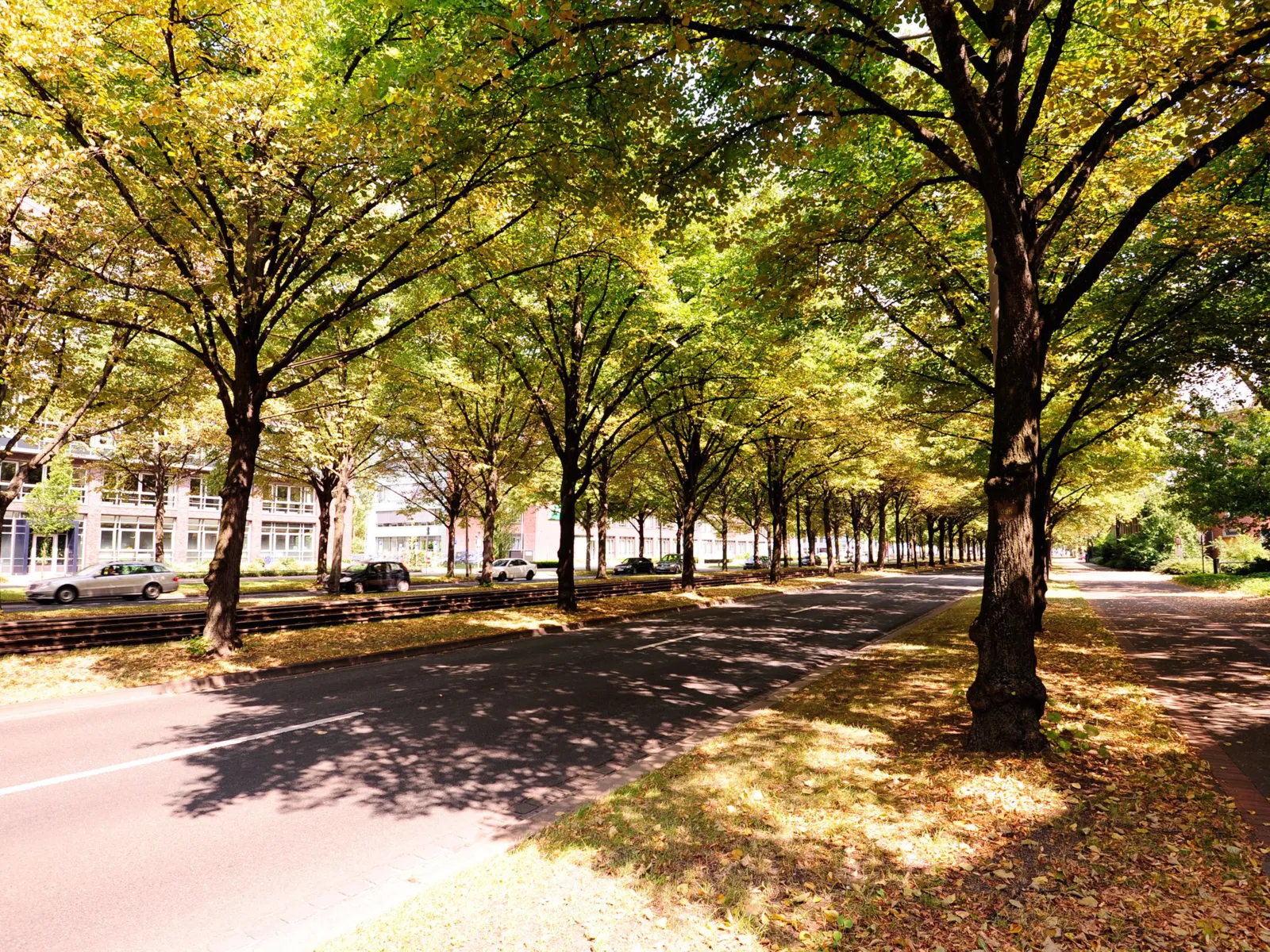 Eine herbstliche Allee.